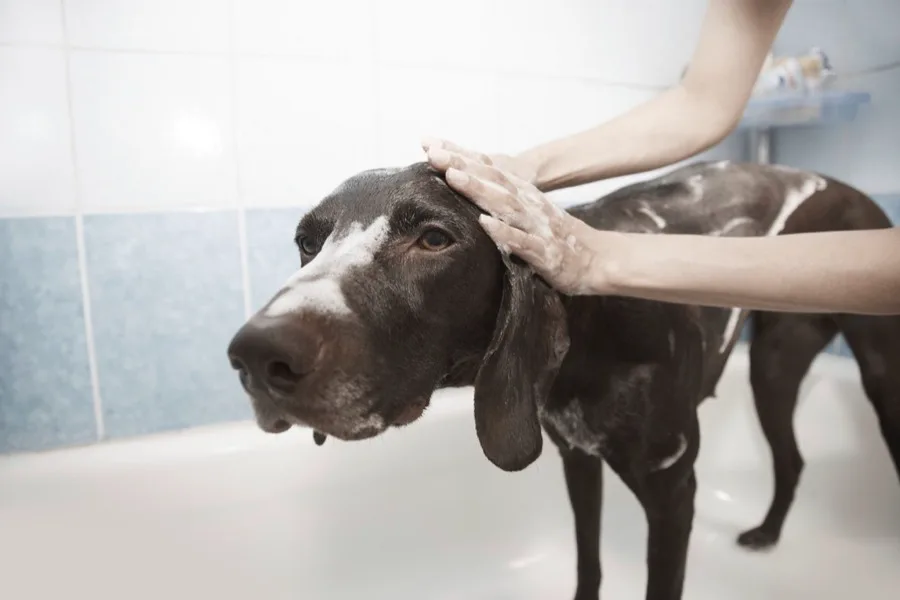 Cachorro tomando banho durante o serviço de banho e tosa